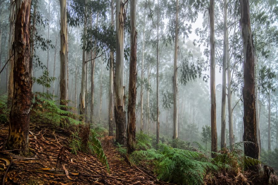 Bangalore Mysore Ooty Kodaikanal Tour Package from Bangalore for 7 Days Bangalore Mysore Ooty Kodaikanal tour package by private cab covering Bangalore, Mysore, Ooty, Coonoor and Kodaikanal