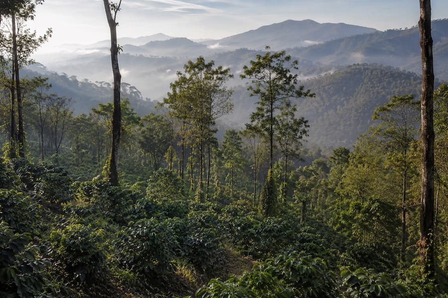 Chikmagalur Tour Package from Bangalore – 3 Days Chikmagalur tour package from Bangalore covering coffee hills, Mullayanagiri, waterfalls, Belur and Halebeedu