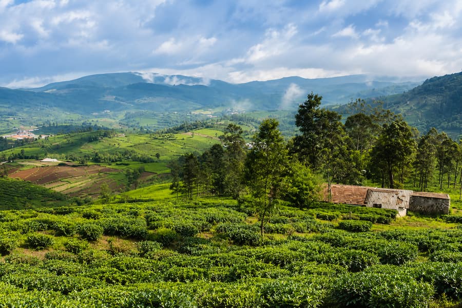 Mysore Coorg Ooty Tour from Bangalore for 7 Days Mysore Coorg Ooty tour from Bangalore by private cab covering Mysore, Coorg, Ooty and Coonoor