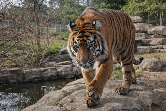 Bengal Tiger – Mysore Zoo (Sri Chamarajendra Zoological Gardens) Bengal tiger at Mysore Zoo in natural rock enclosure