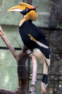 Bird at Mysore Zoo