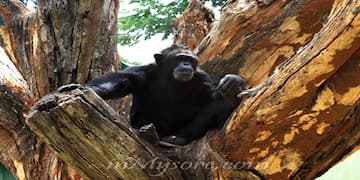 Mysore Zoo
