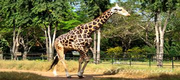 Mysore Zoo - Sri Chamarajendra Zoological Gardens
