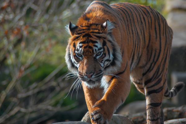 Mysore Zoo