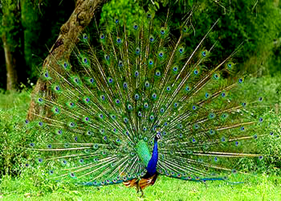 Bandipur National Park