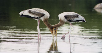 Wayanad Coorg Tour from Bangalore for 5 days