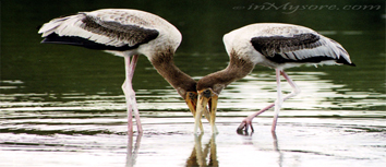 Ranganathittu Bird Sanctuary