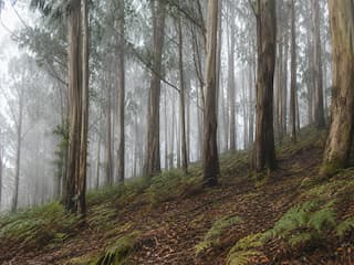 Bangalore Mysore Ooty Kodaikanal Tour Package