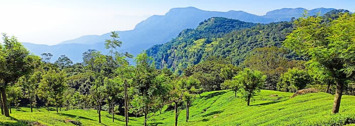 Mysore Ooty Kodaikanal Tour Package from Bangalore - Tea Garden