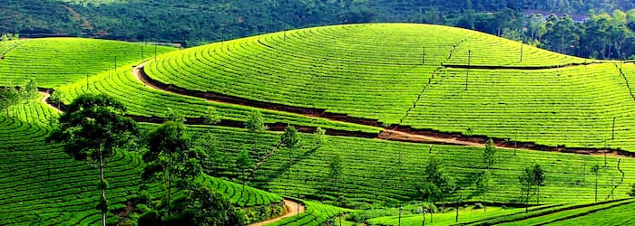 Mysore Ooty Tour Package from Bangalore - Tea Garden