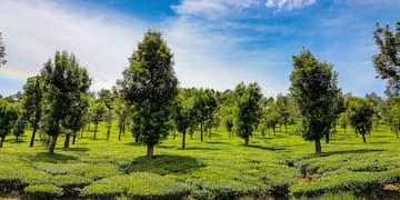 Mysore Ooty Kodaikanal Package Tour from Bangalore