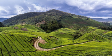 Ooty Tour Package from Bangalore