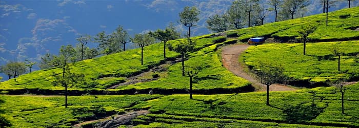 Mysore Ooty Tour Package from Mysore - Tea Estate