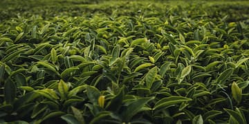 Mysore Ooty Package Tour from Mysore for 4 Days